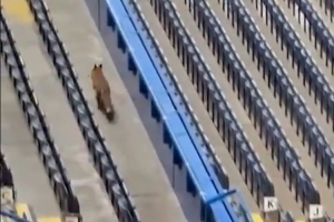 谁家禁区之狐切尔西vs巴萨赛前，斯坦福桥看台出现一只狐狸